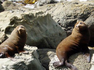 A pair of New Zealand Fur Seals