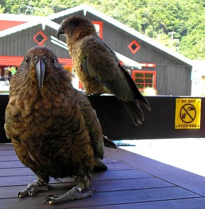 Do Not Feed Kea at a Cafe