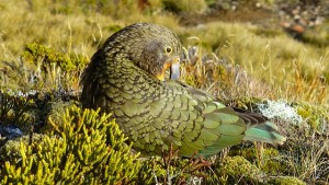 A kea in the wild