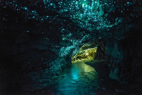 The Waitomo Glowworm Caves