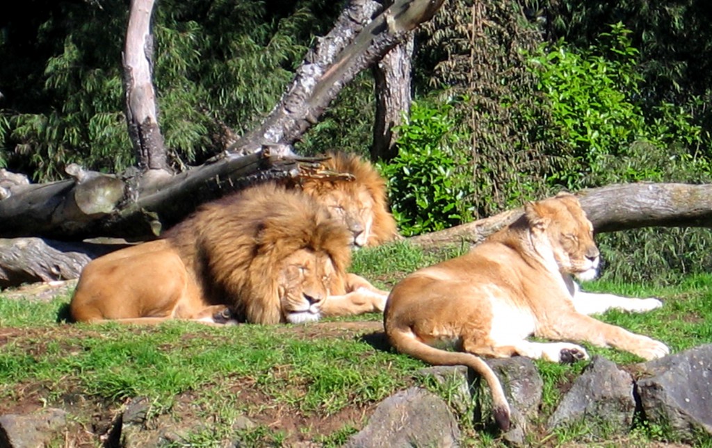 Lions, Auckland Zoo, New Zealand