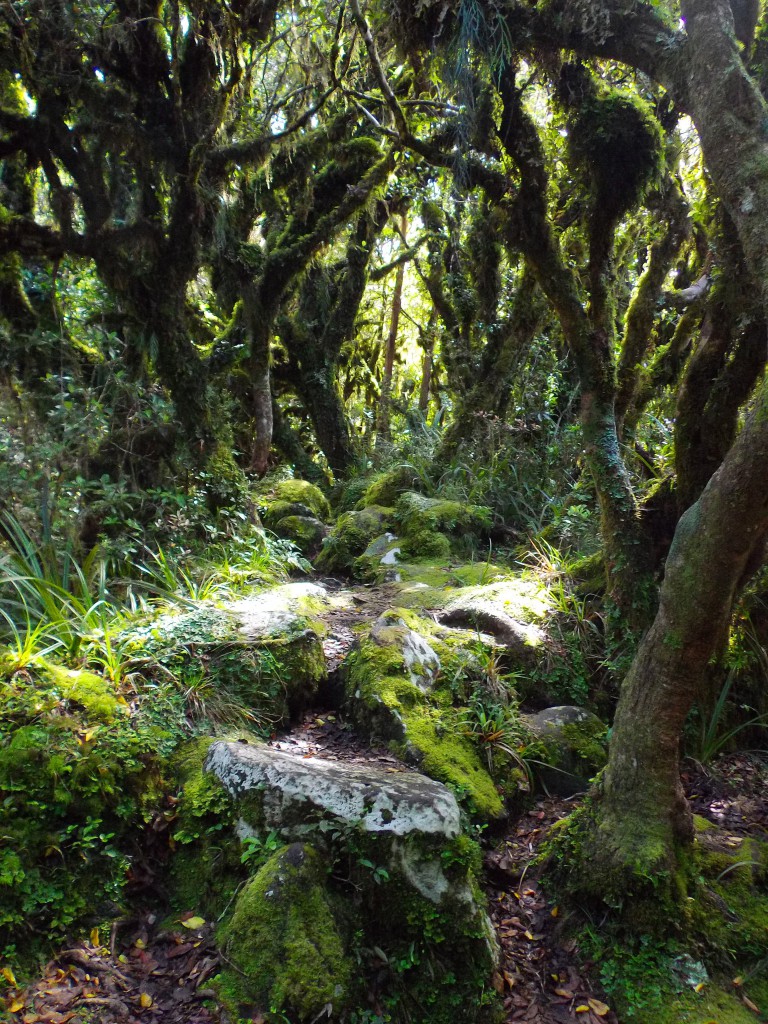 Goblin Forest, Egmont National Park, Taranaki by Abigail Simpson