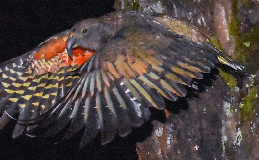 kea