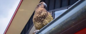 kea