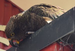 kea