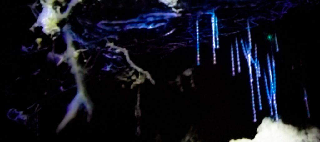 Glowworms, Waitomo Caves