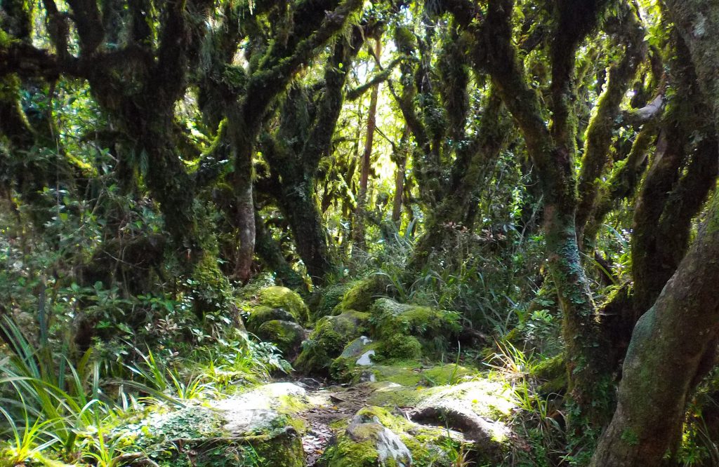 The Goblin Forest, Taranaki